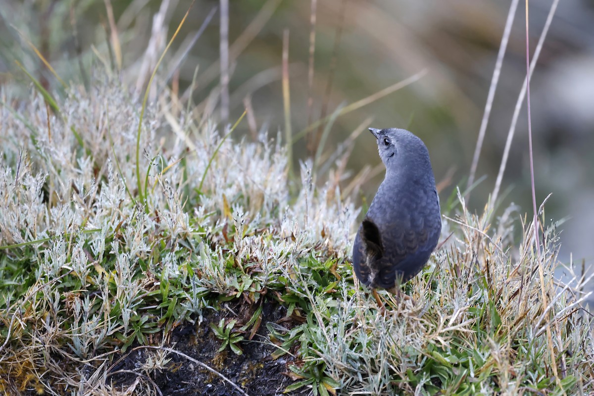 Neblina Tapaculo - ML597855741