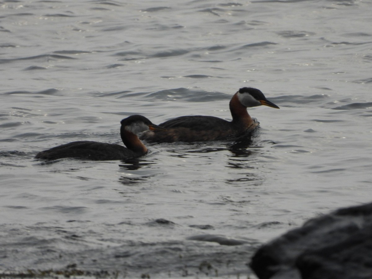 Red-necked Grebe - ML597856331