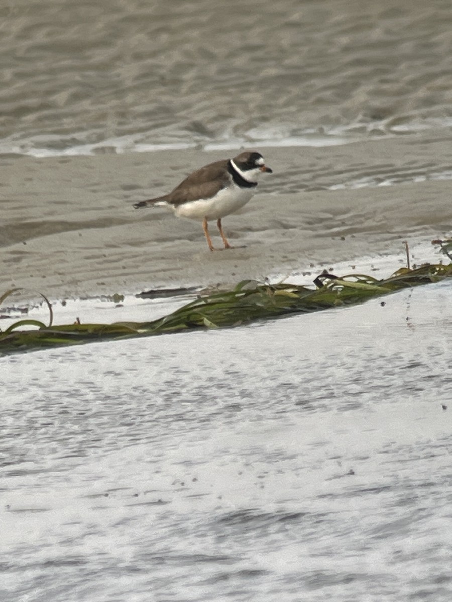 Semipalmated Plover - ML597856511