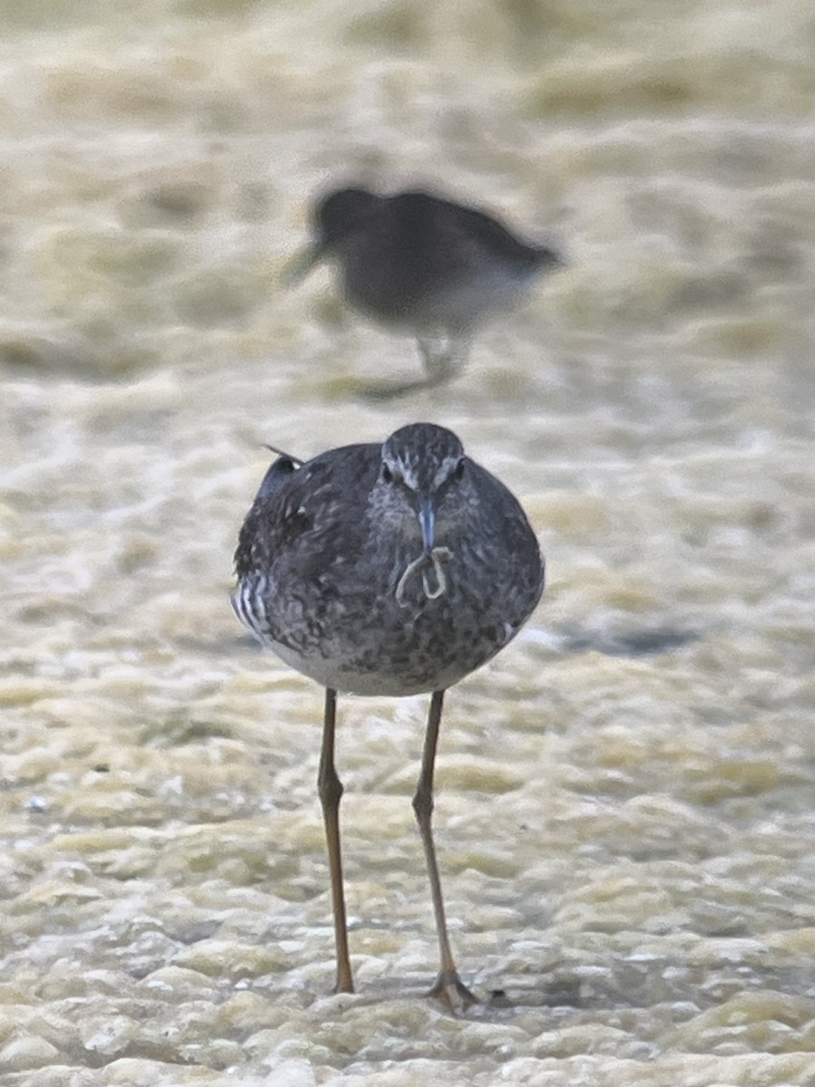 Lesser Yellowlegs - ML597857131