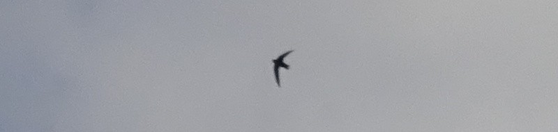 Chimney Swift - ML59785721