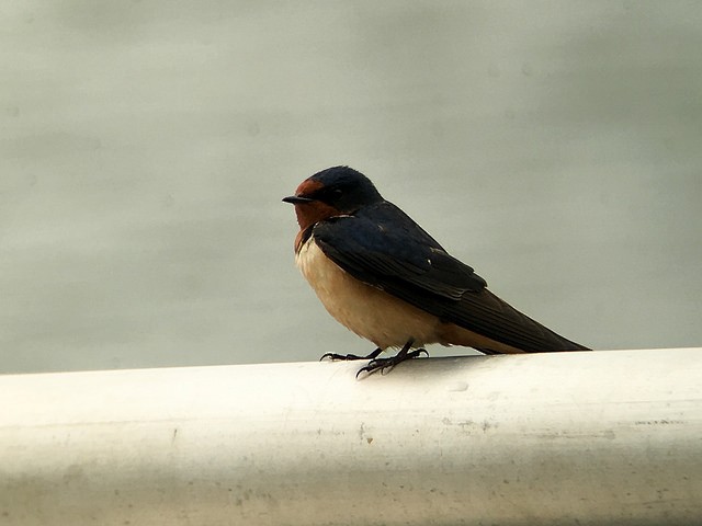 Barn Swallow - ML59785781