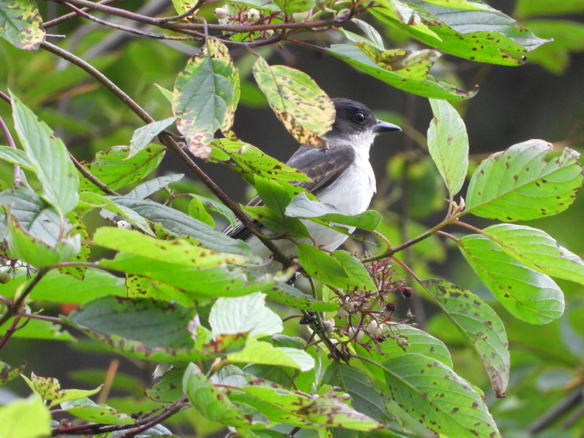 Eastern Kingbird - ML597857831