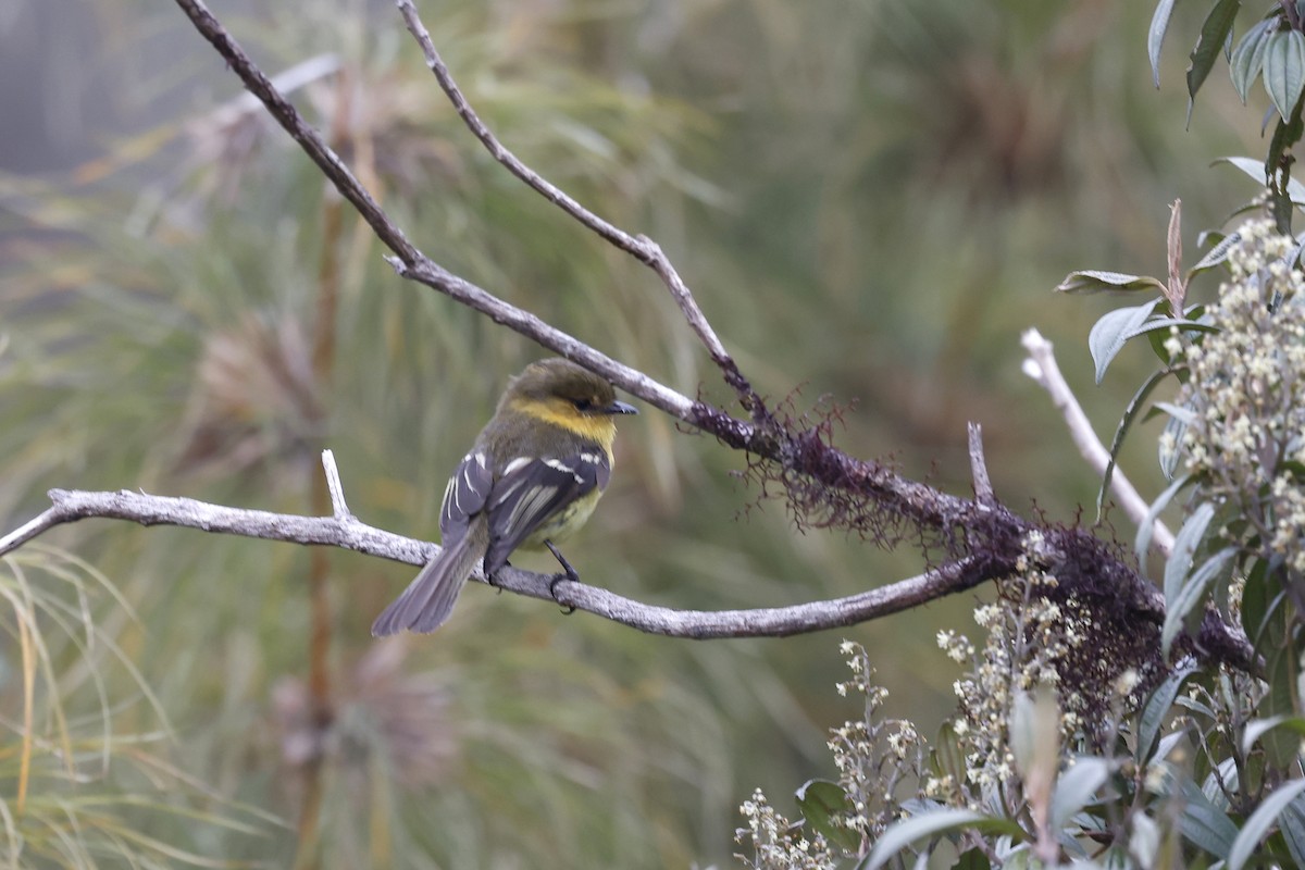 Ochraceous-breasted Flycatcher - Daniel Branch