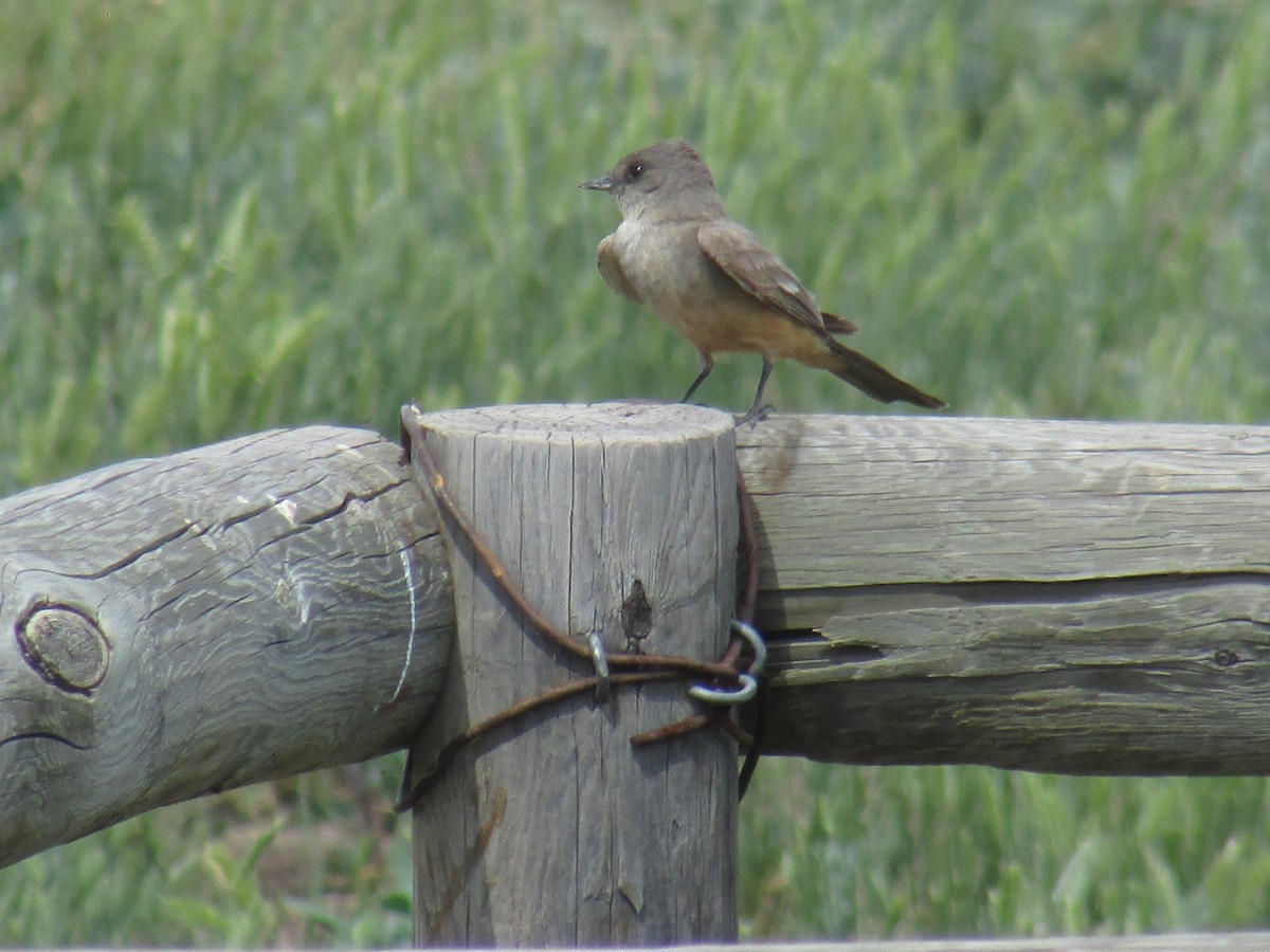 Say's Phoebe - jean bernier