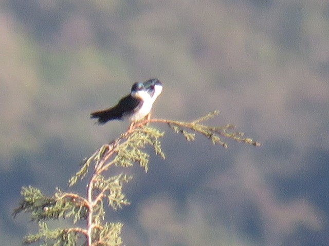 Blue-and-white Swallow - Miguel  C