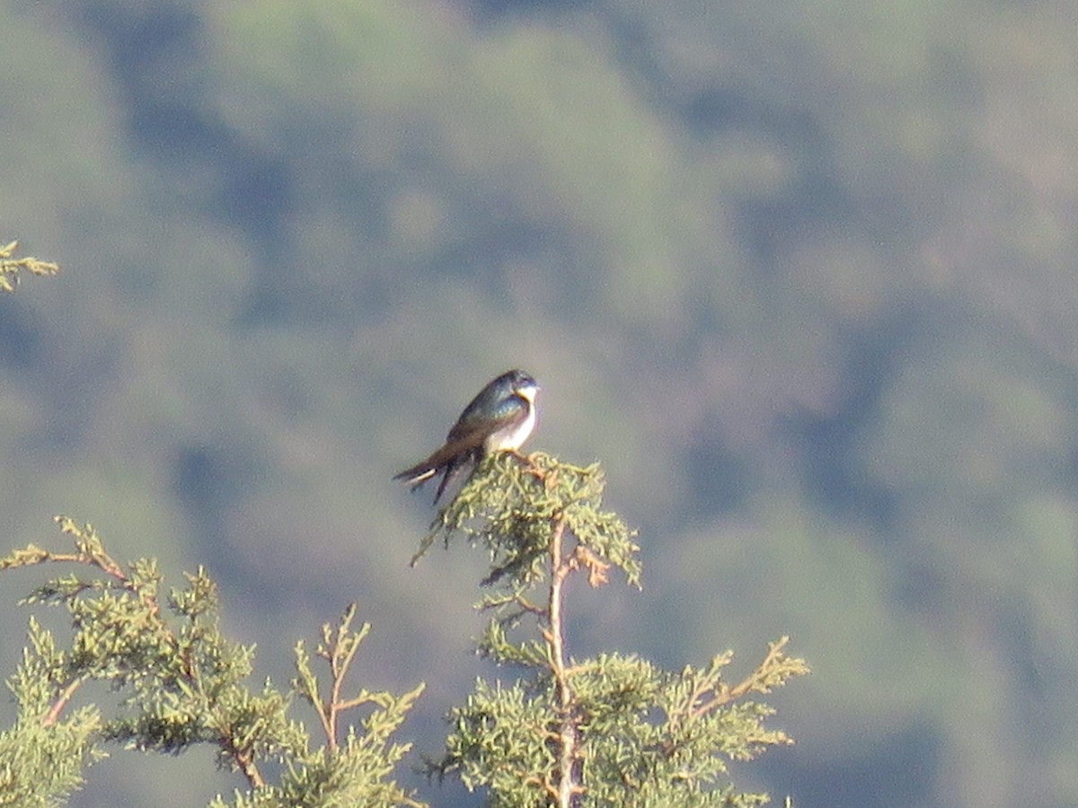 Blue-and-white Swallow - ML597858681