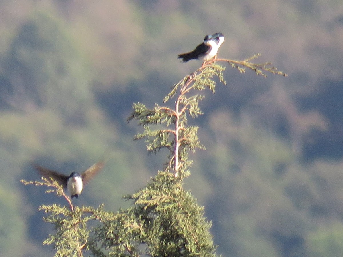 Golondrina Barranquera - ML597858691