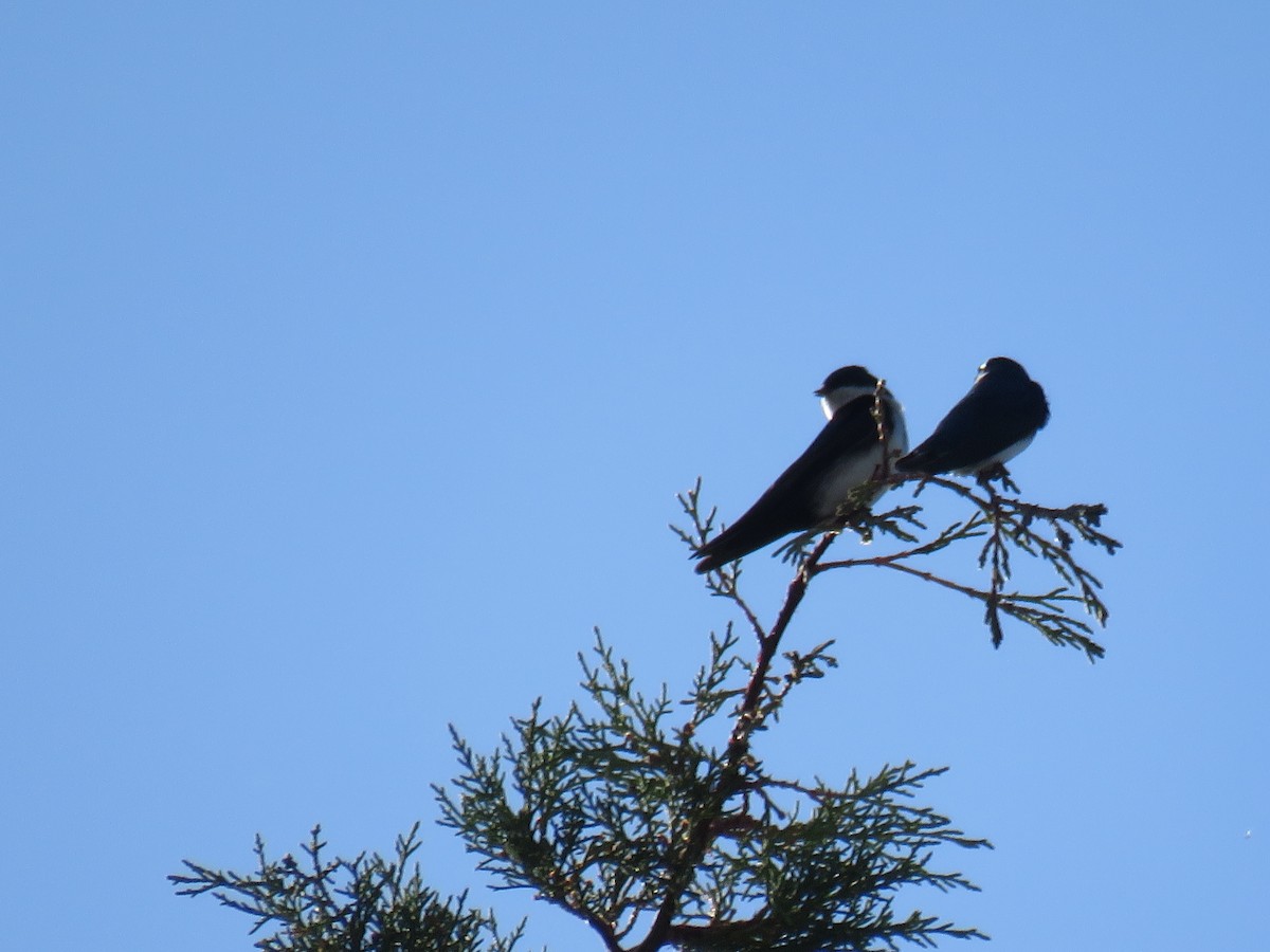 Blue-and-white Swallow - ML597859141