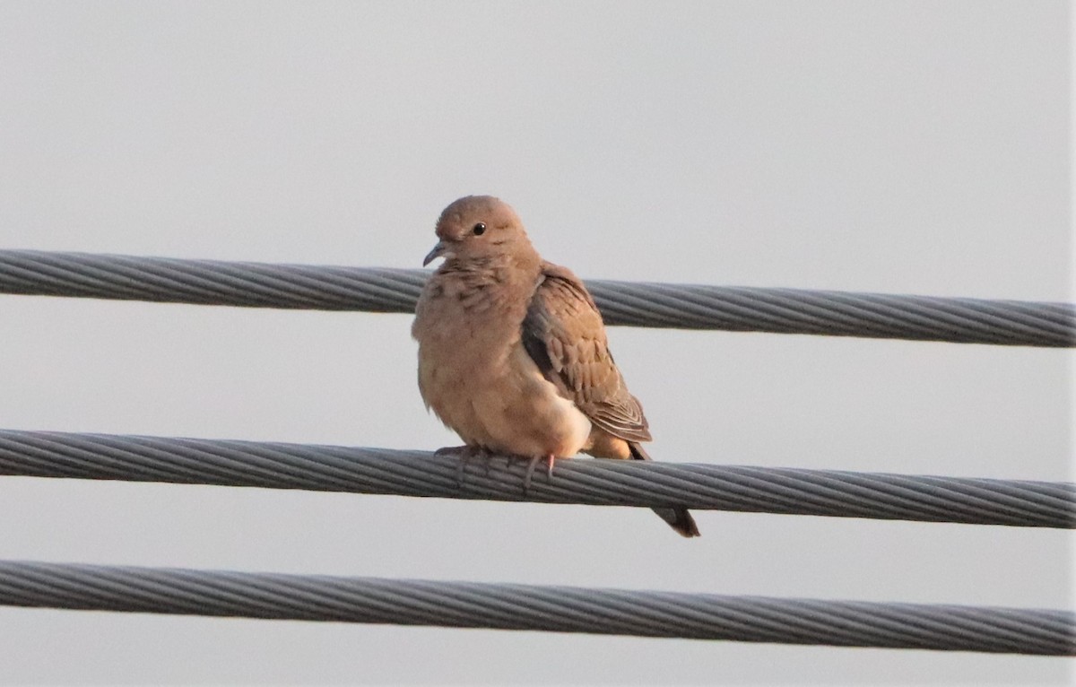 Mourning Dove - ML597859251