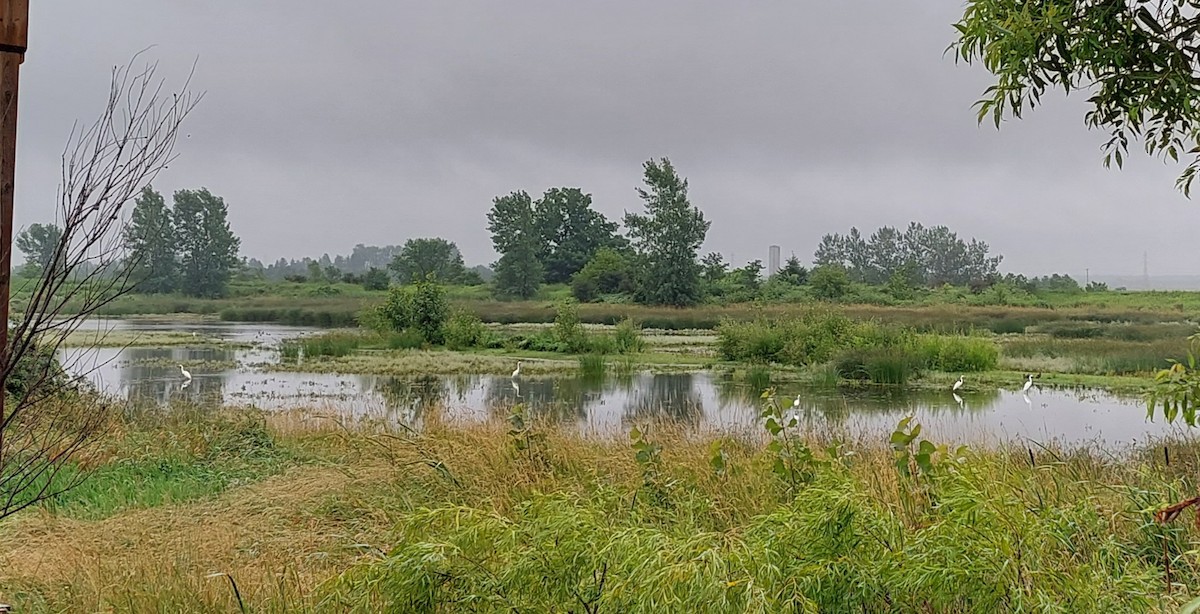 Great Egret - ML597859291