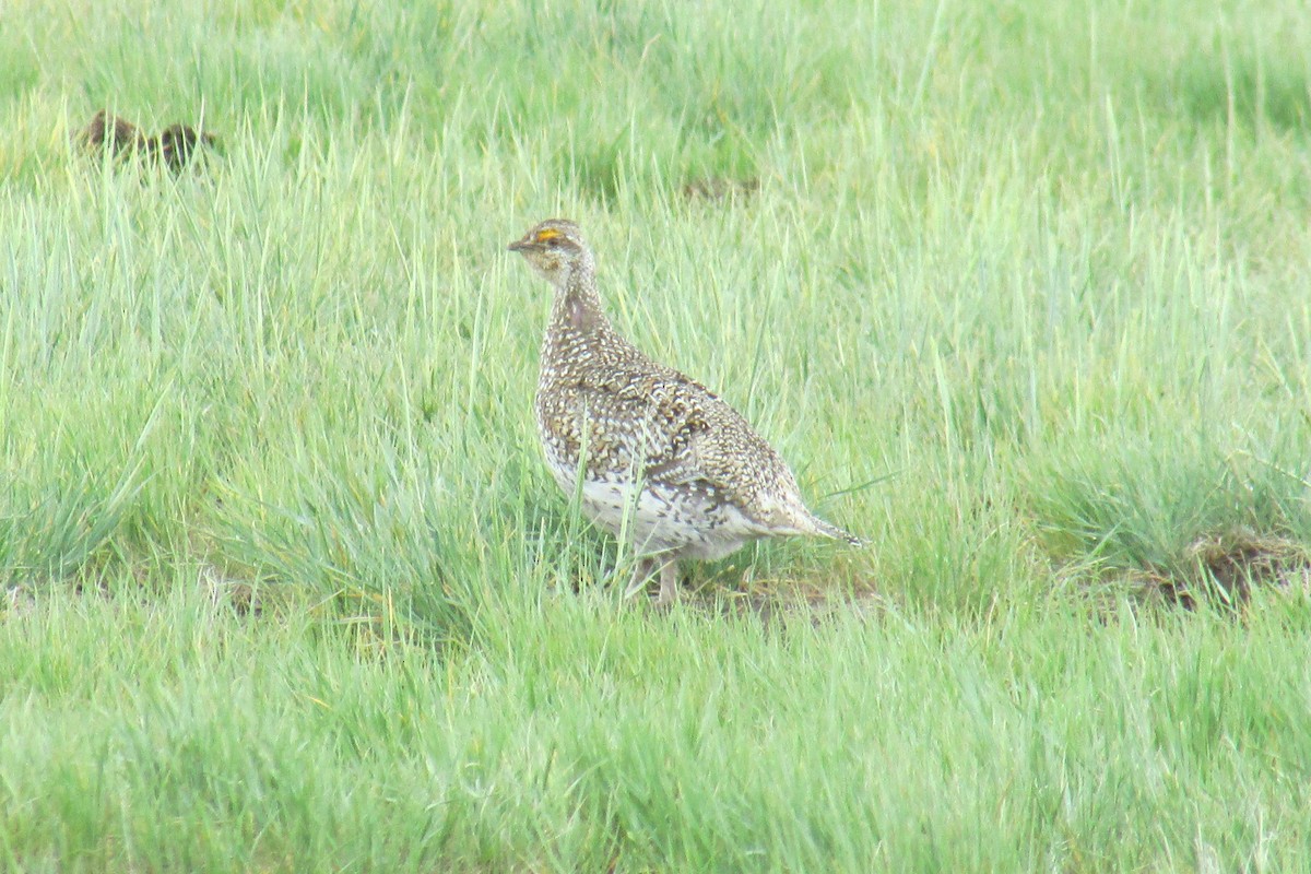 Sharp-tailed Grouse - ML597859641