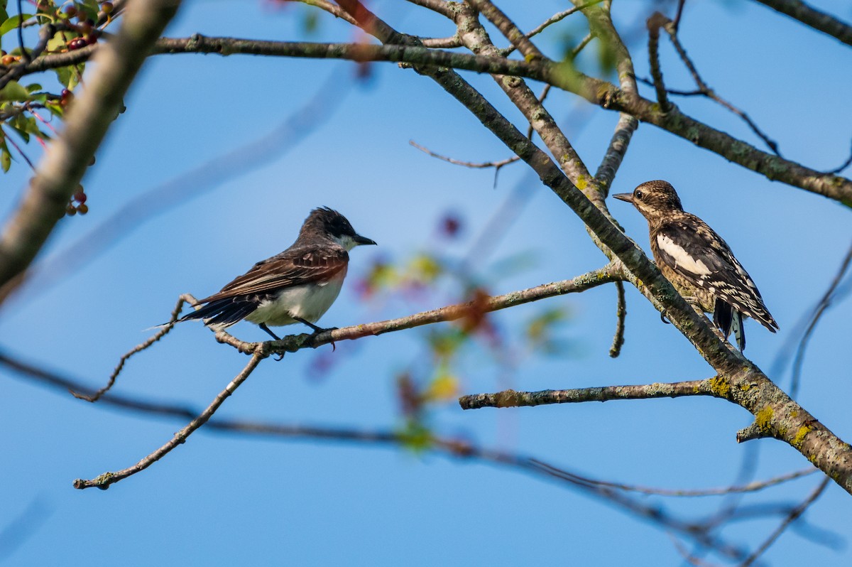 datel rudohrdlý - ML597859971