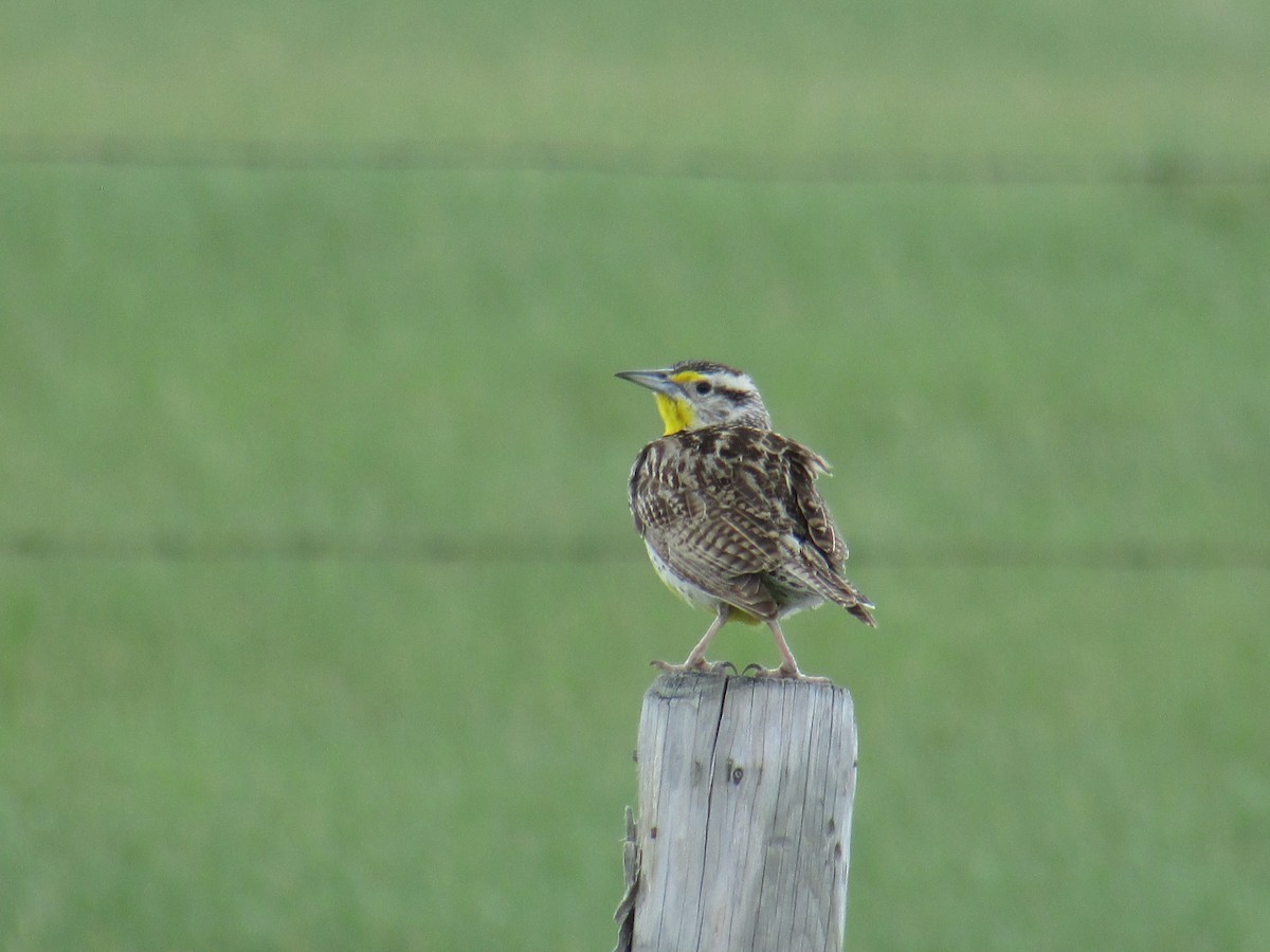 Western Meadowlark - jean bernier