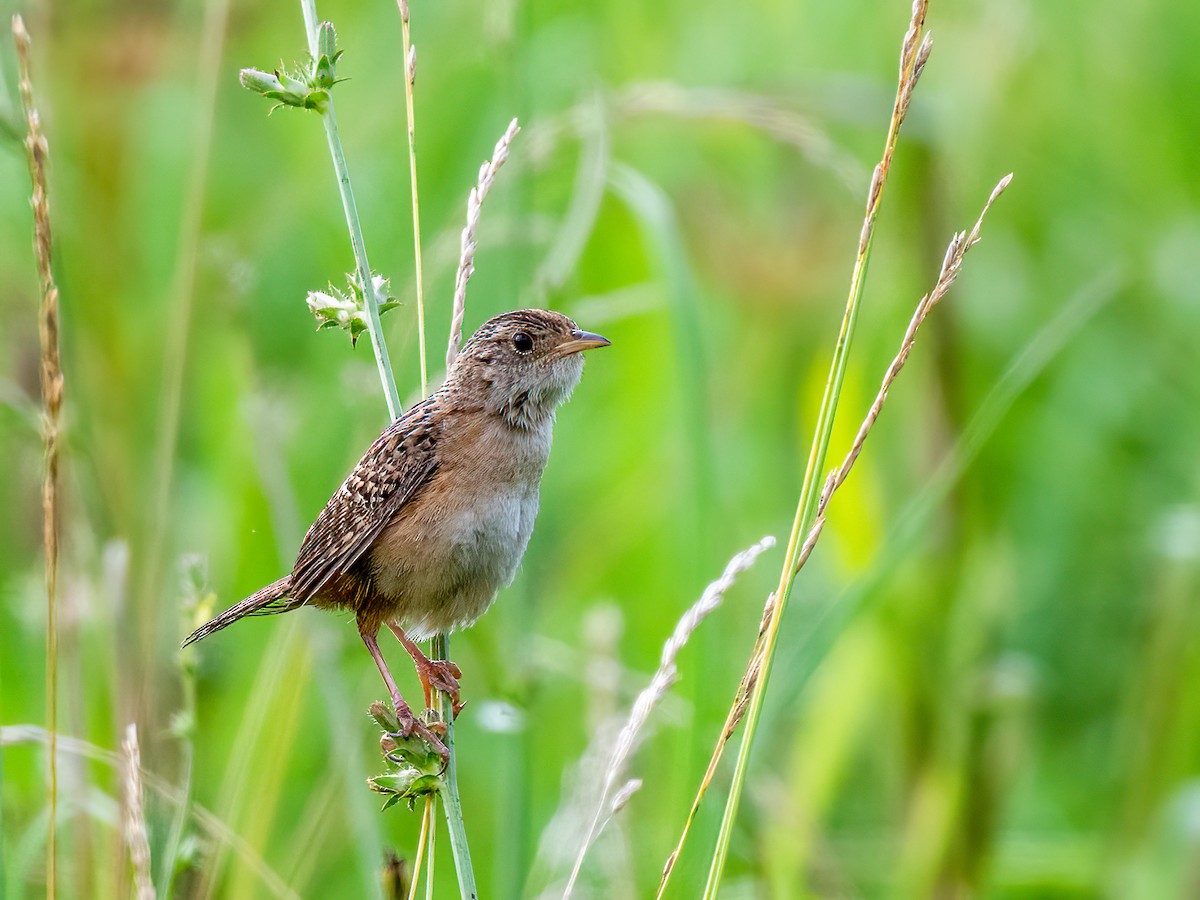 Sedge Wren - ML597861091