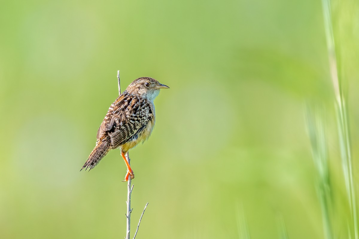 Sedge Wren - ML597861111