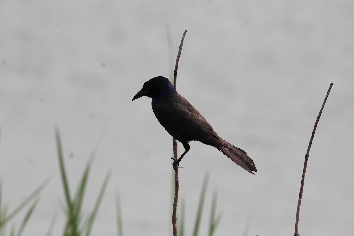 Common Grackle - ML597861371