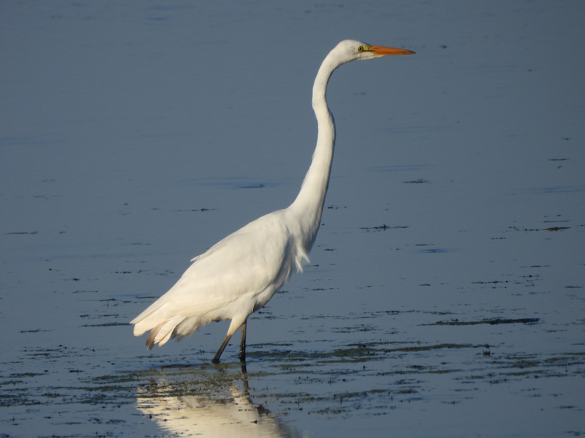 Great Egret - Brady Weston