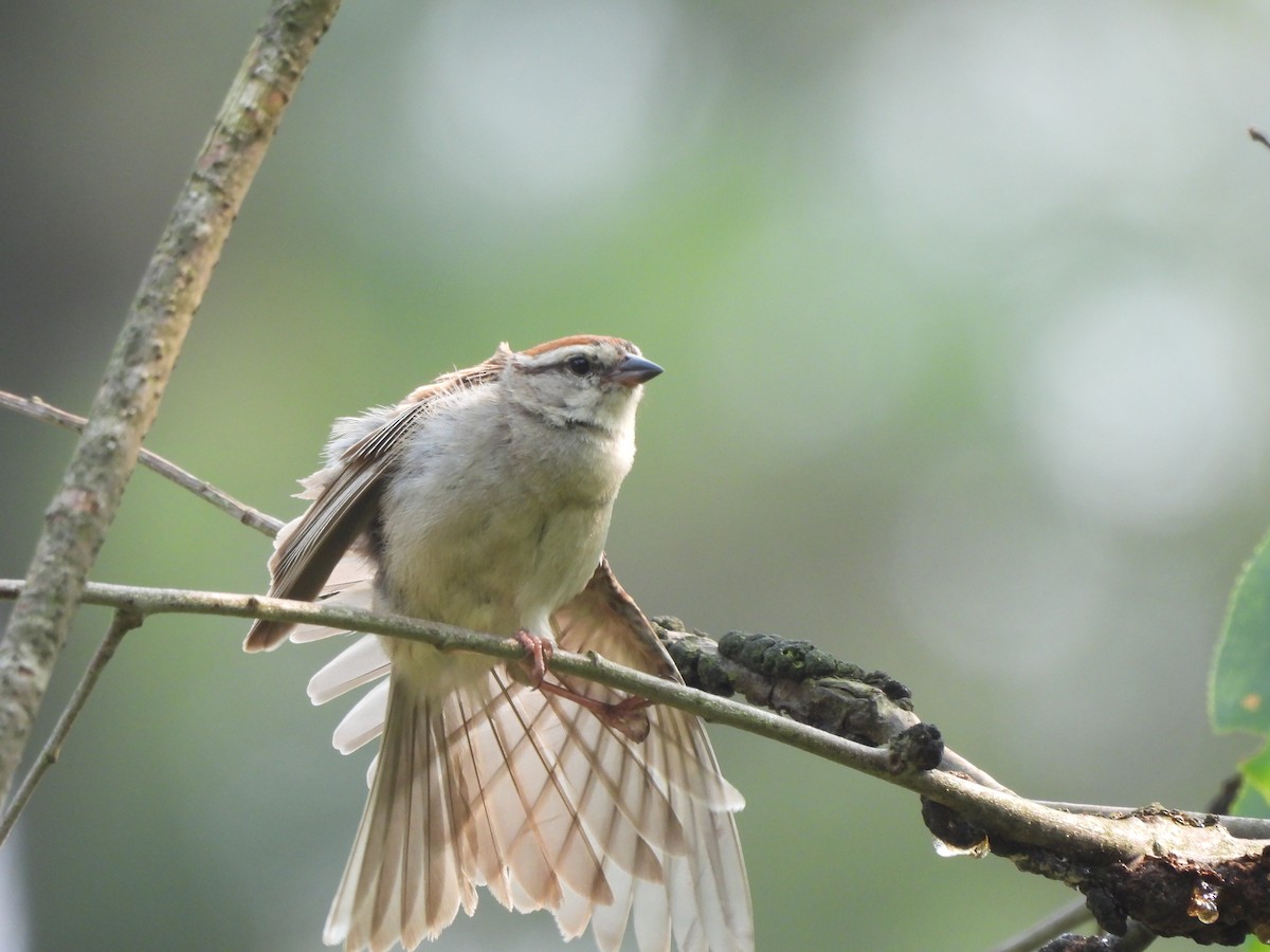 Chipping Sparrow - ML597861871