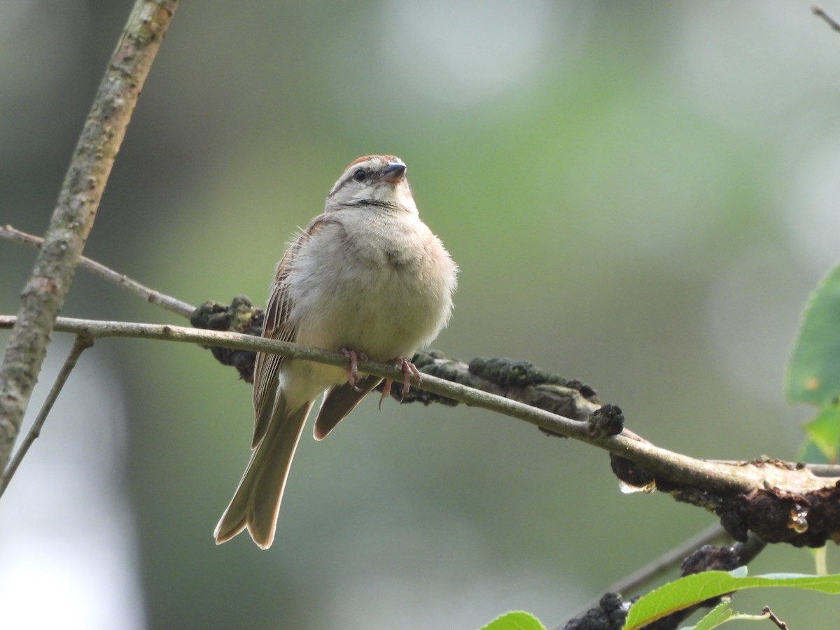 Chipping Sparrow - Brady Weston