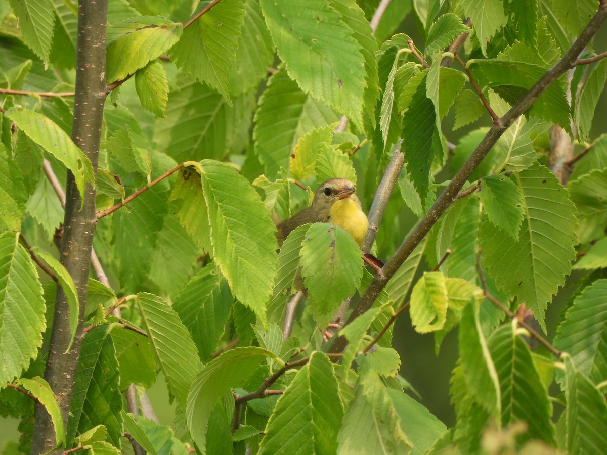 Common Yellowthroat - ML597862181