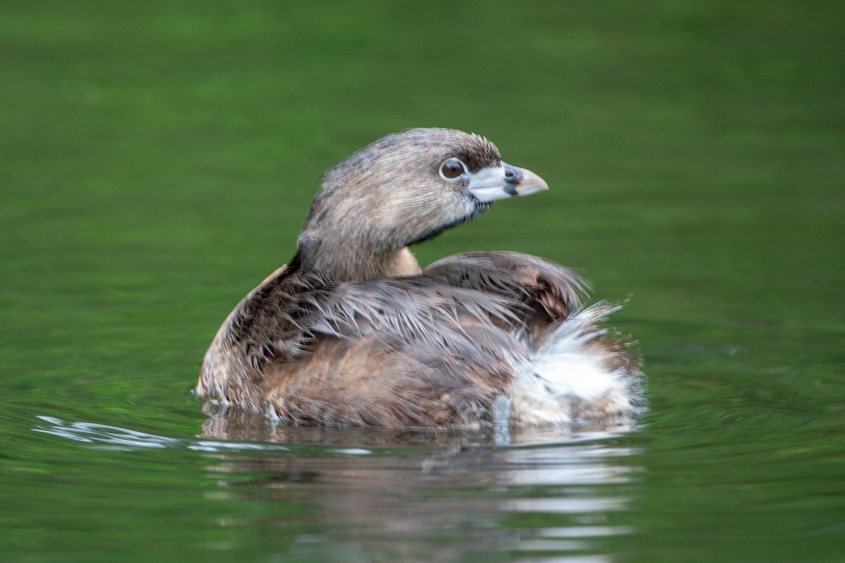 Pied-billed Grebe - ML597862481