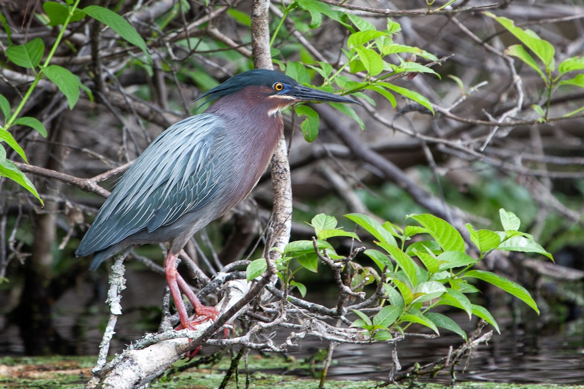 Green Heron - ML597862571