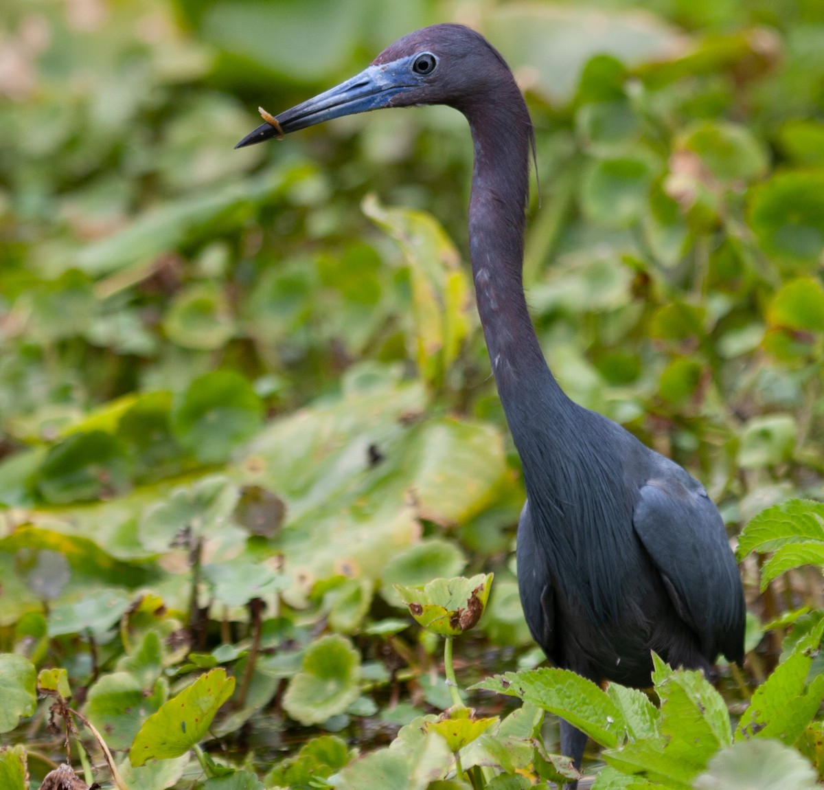 Little Blue Heron - ML597862621