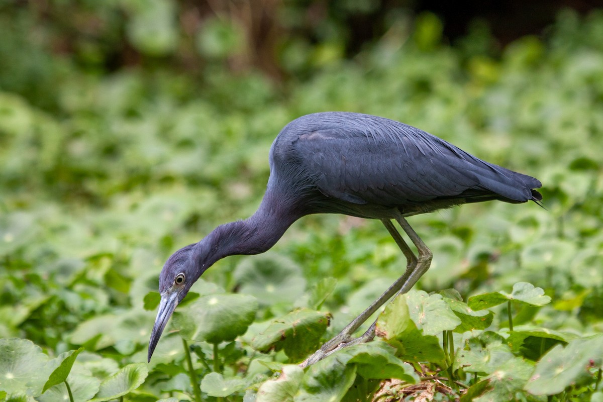 Little Blue Heron - ML597862701