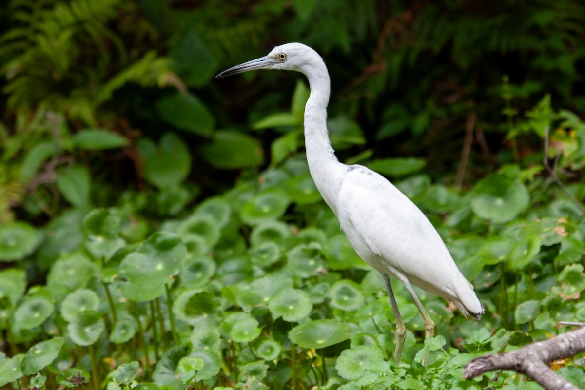 Little Blue Heron - Richard Harrison-Cripps