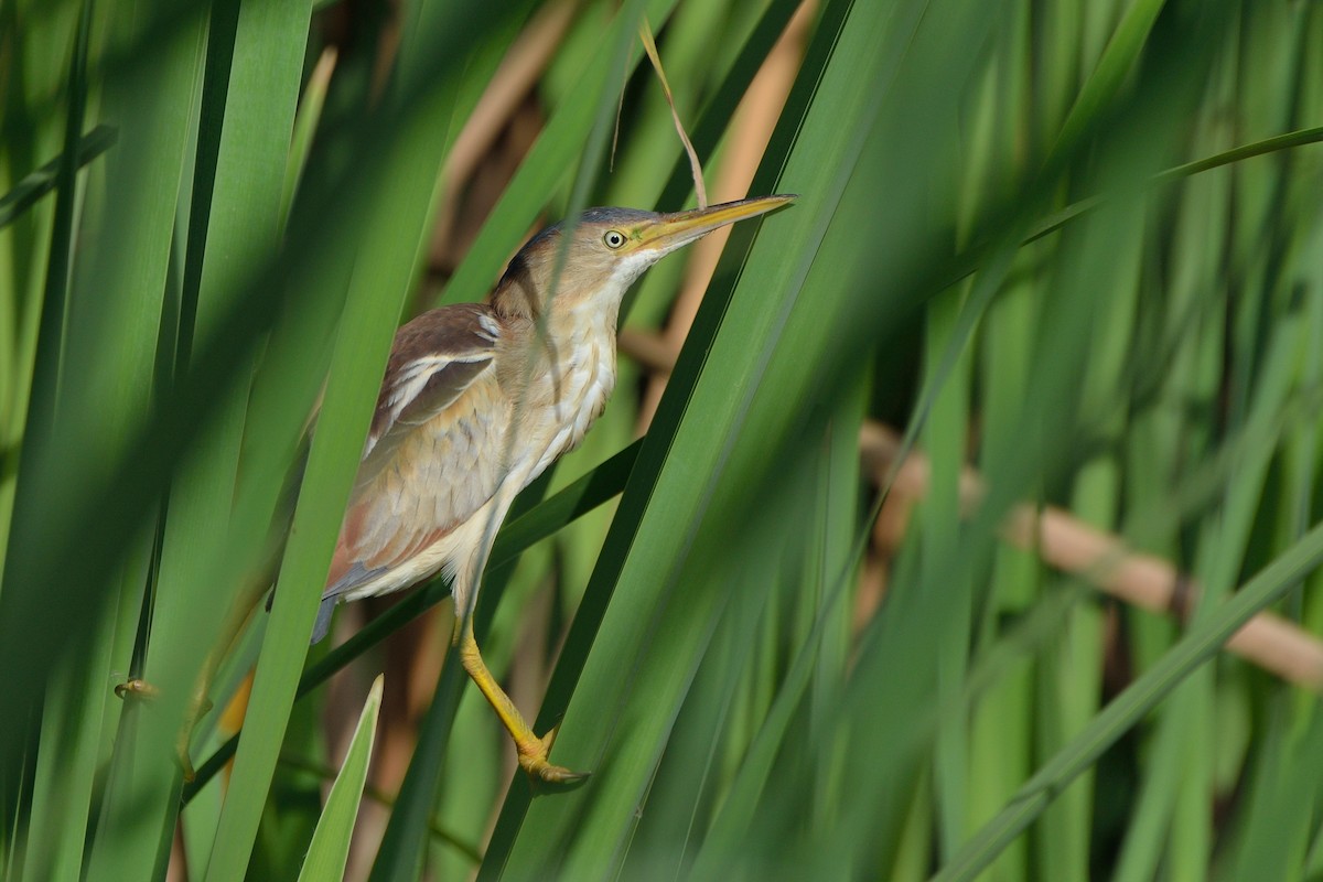 Least Bittern - Michiel Oversteegen