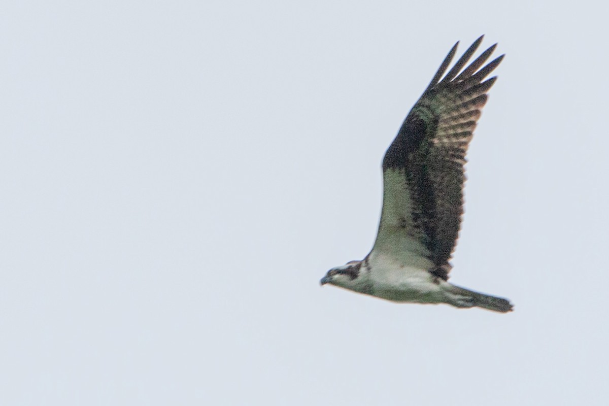 Águila Pescadora - ML597863031