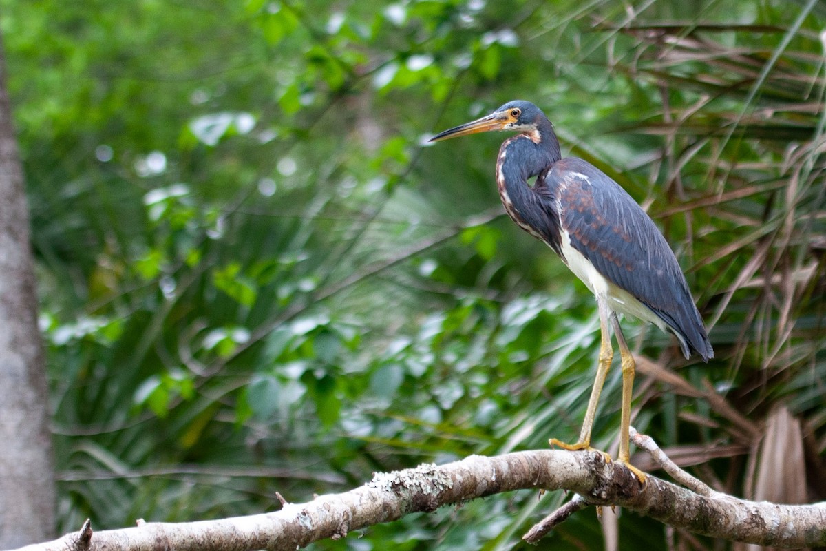 Tricolored Heron - ML597863371