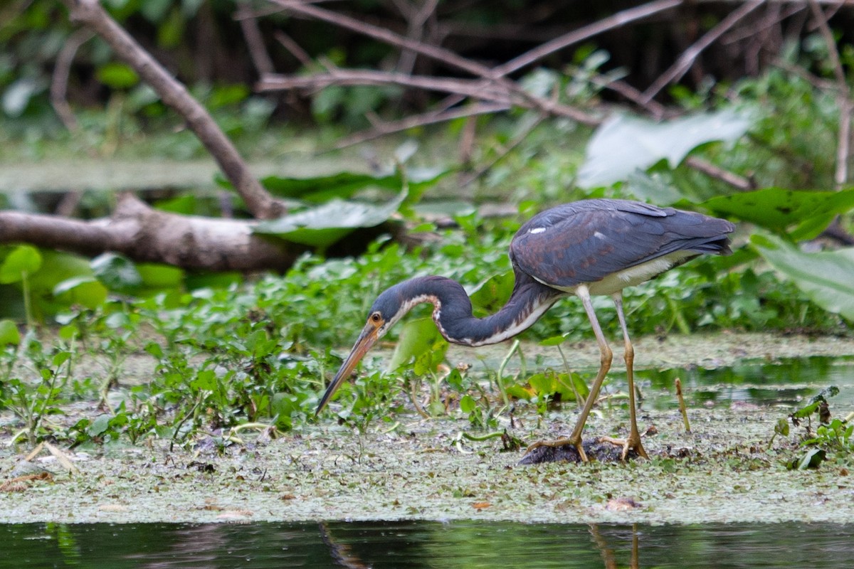 Tricolored Heron - Richard Harrison-Cripps