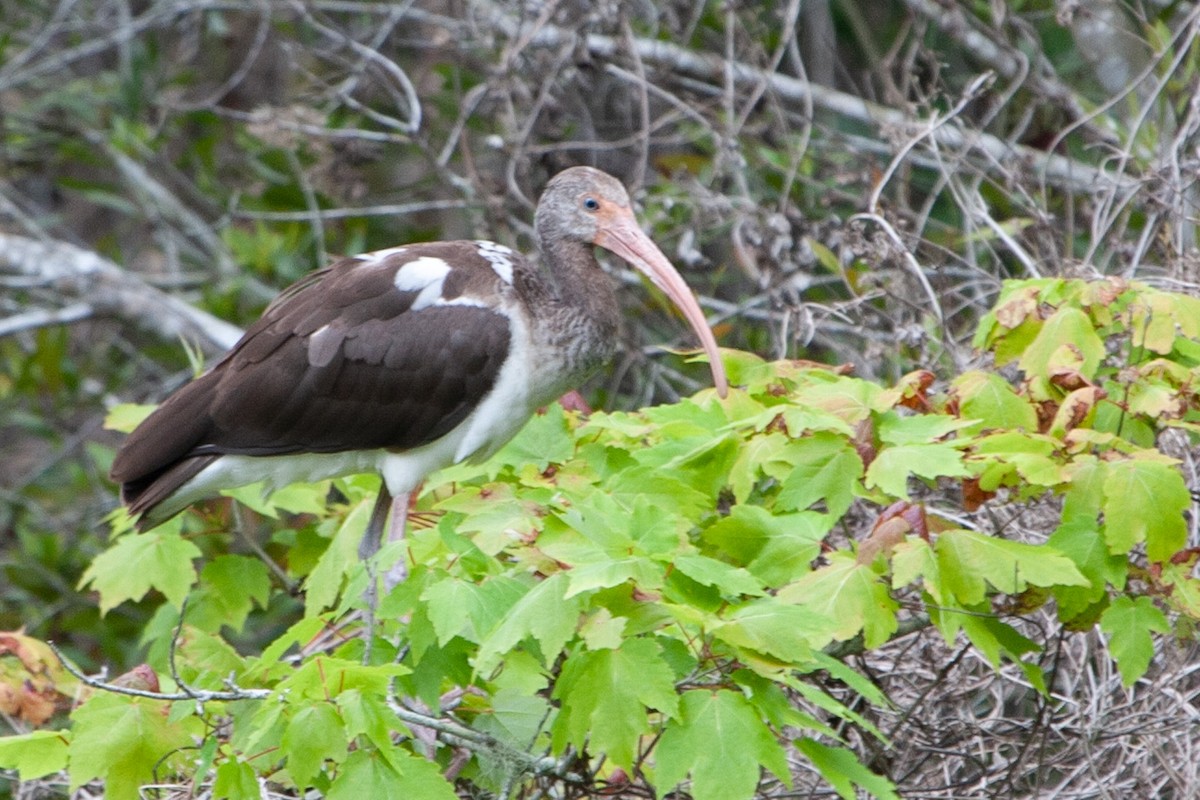 White Ibis - ML597863451