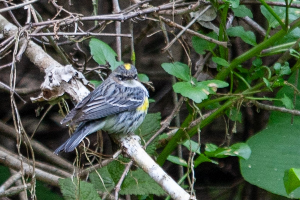 Yellow-rumped Warbler - ML597863491