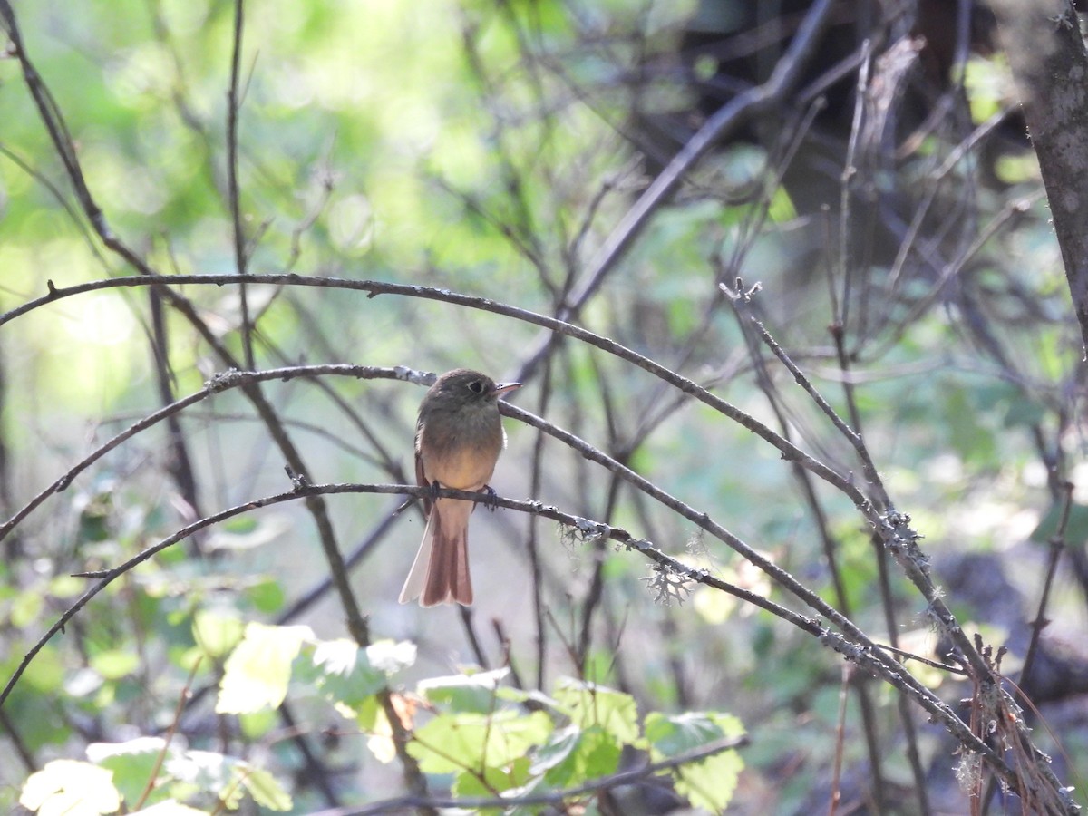 Western Flycatcher (Cordilleran) - ML597864551