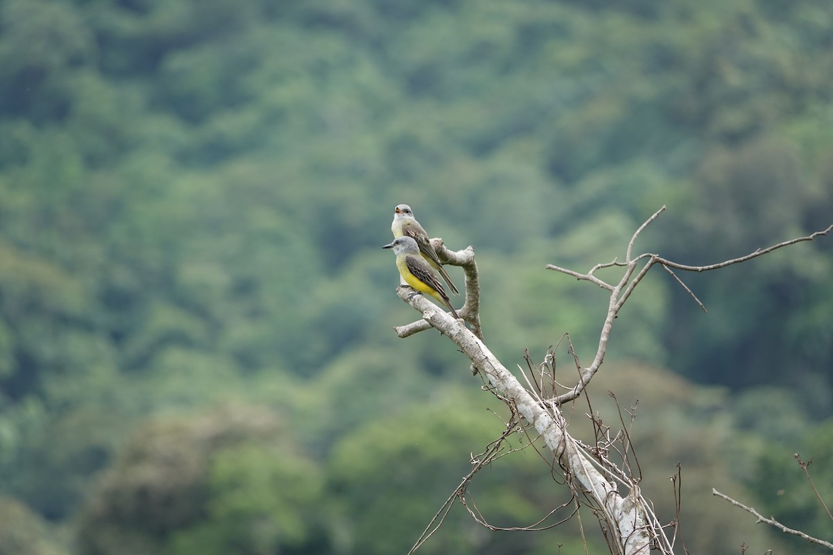 Tropical Kingbird - ML597864721