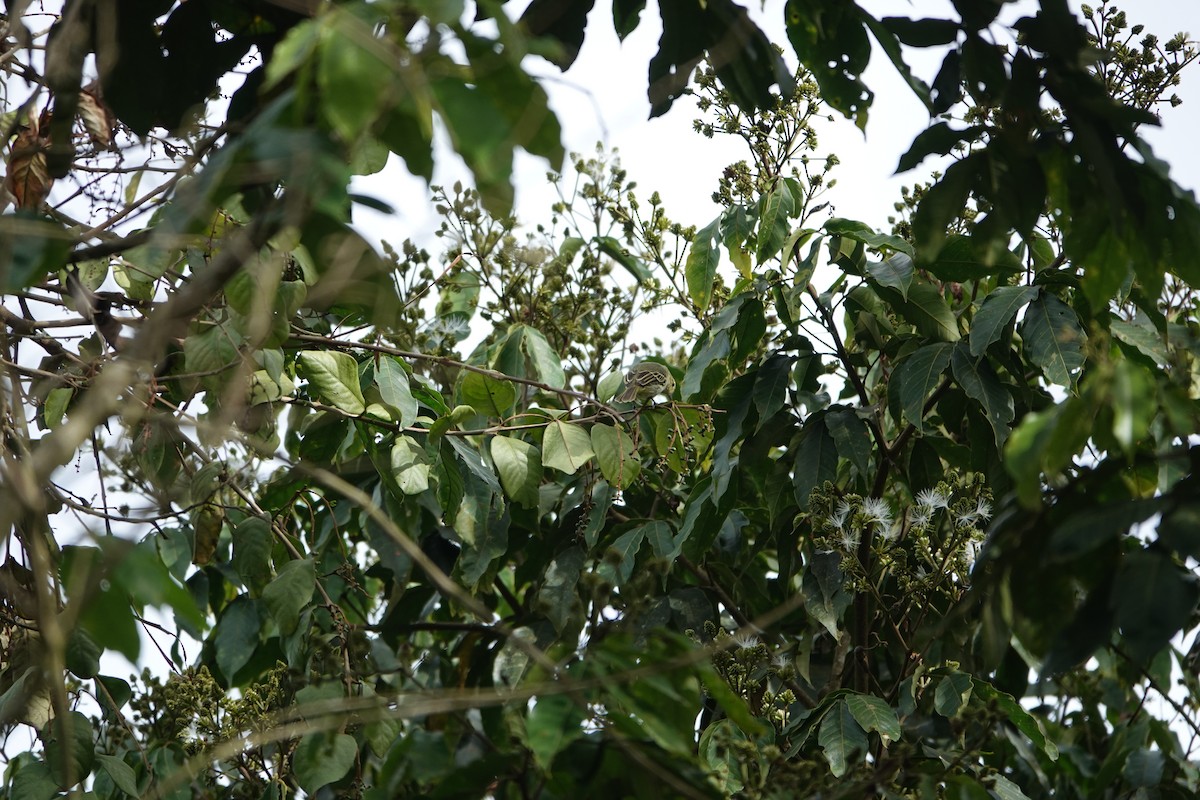 Golden-faced Tyrannulet - ML597864921