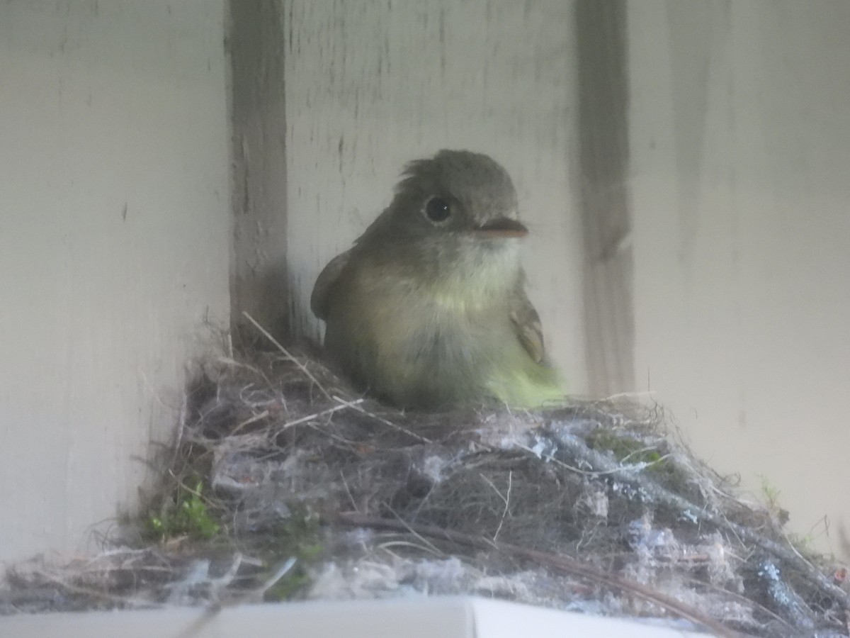 Western Flycatcher (Cordilleran) - ML597864991