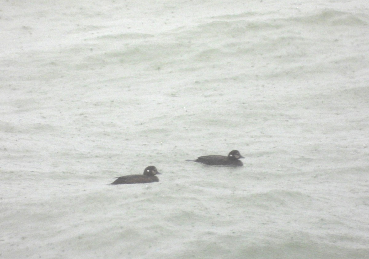 Harlequin Duck - Serge Benoit