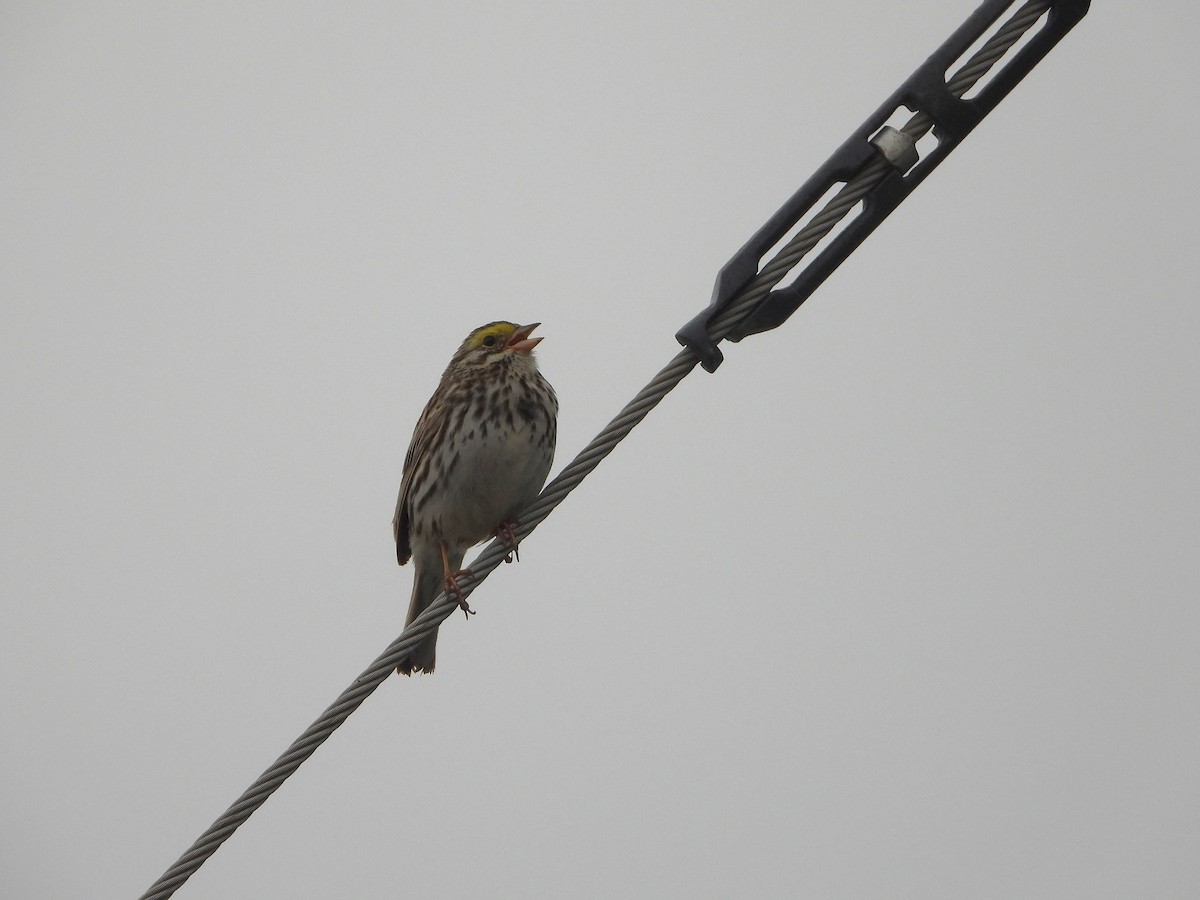 Savannah Sparrow - Serge Benoit