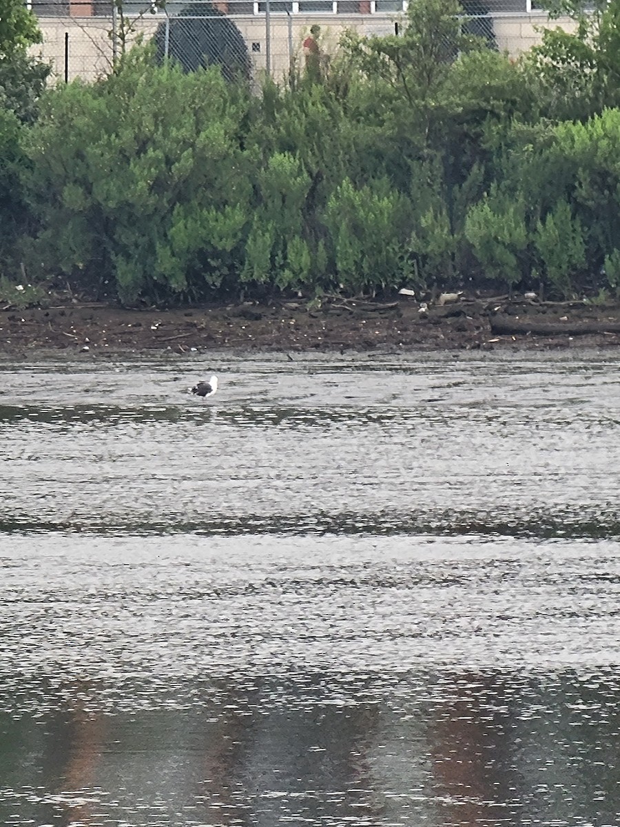 Great Black-backed Gull - ML597866491