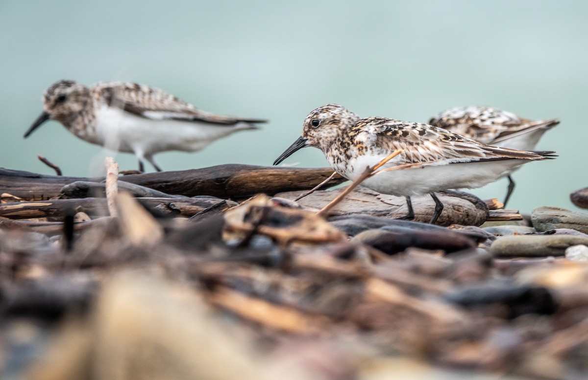 Sanderling - Gale VerHague