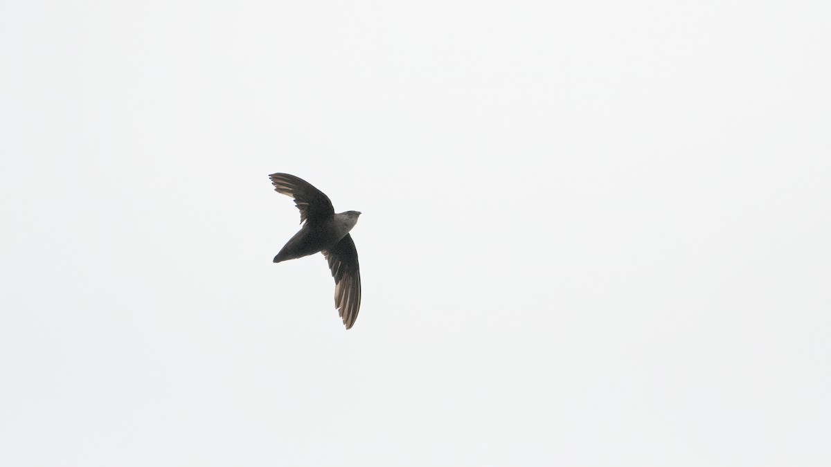 Chimney Swift - ML597868291