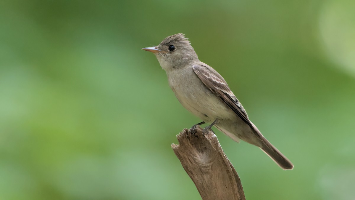 Eastern Wood-Pewee - ML597868451