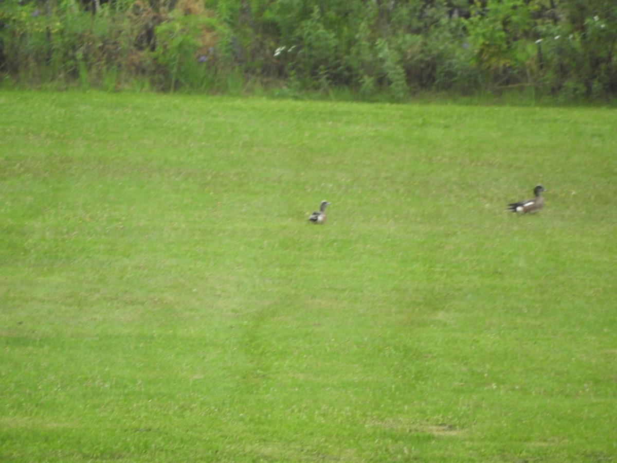 American Wigeon - ML597870001