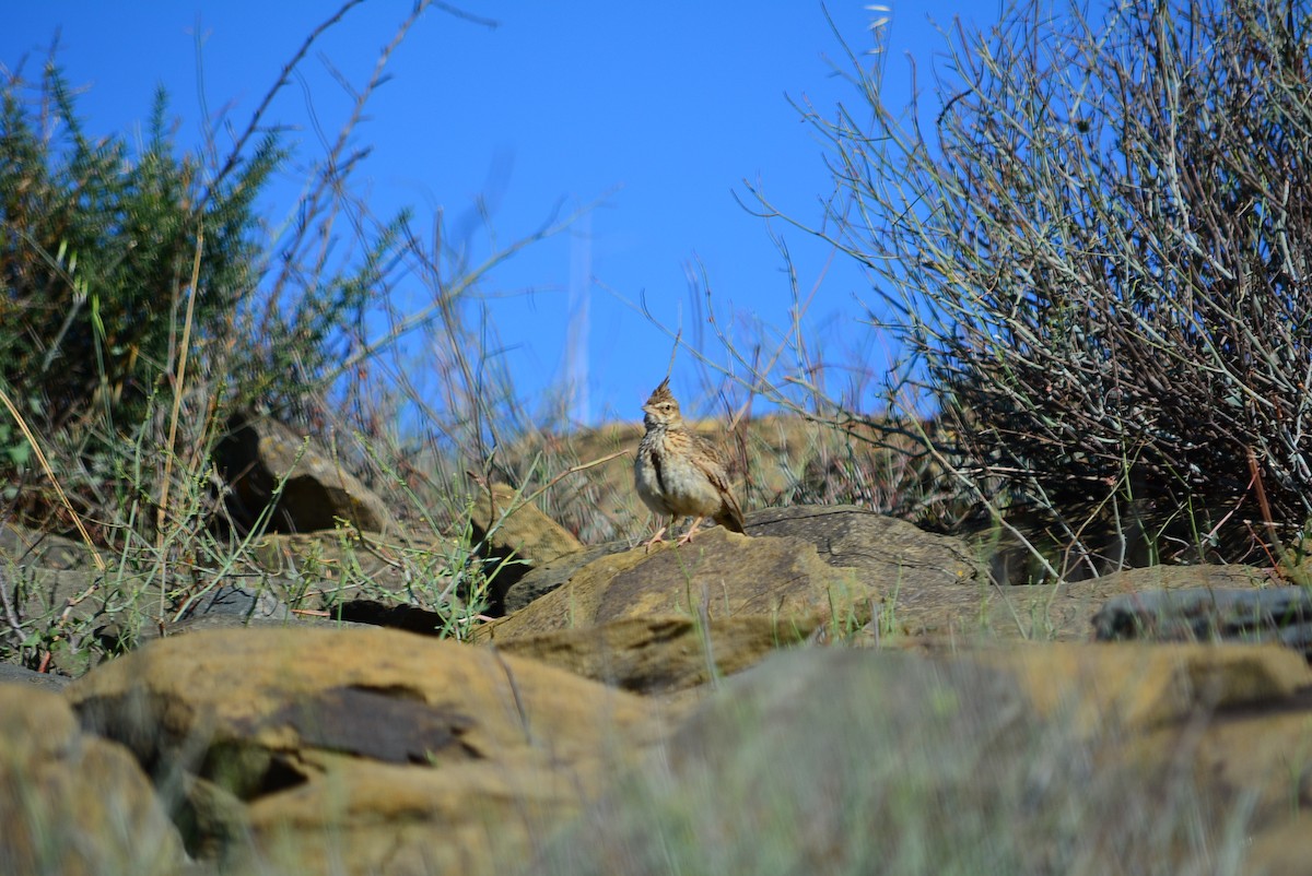 Crested Lark - Paulo Narciso