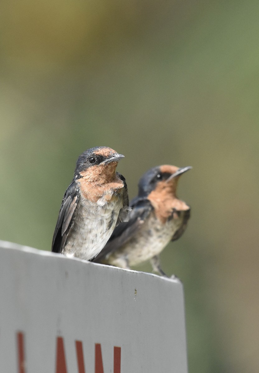 Pacific Swallow - ML597870521