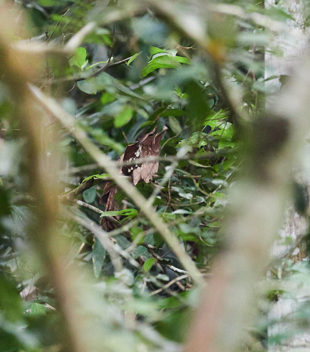 Dulit Frogmouth - ML597871071